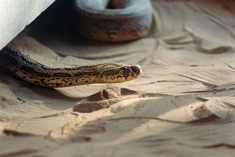 Mimpi melihat 2 ular besar berkelahi  Pixabay